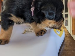 nova 7